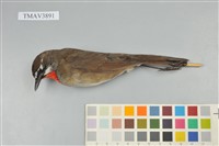 藏品(野鴝)的圖片